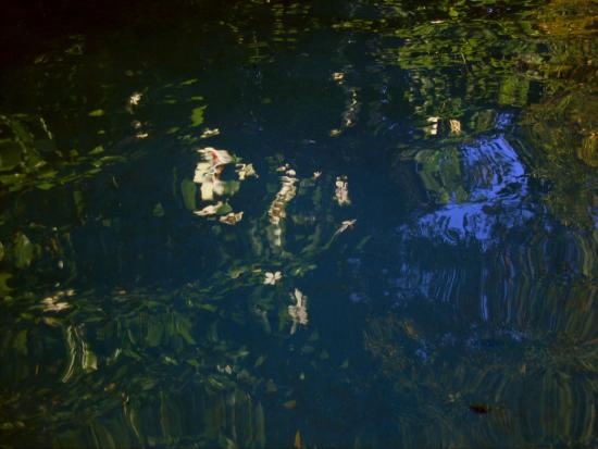 hibiscus reflections